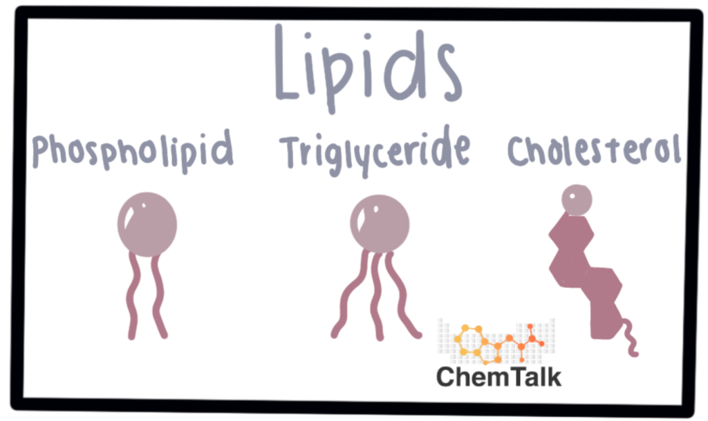 لیپید ها