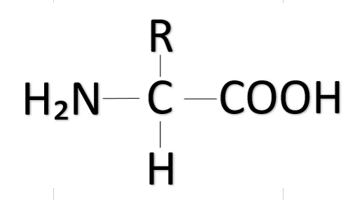 ساختار کلی آمینو اسید ها