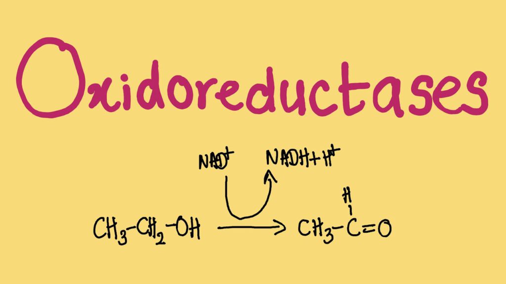 اکسیدوردوکتاز ها