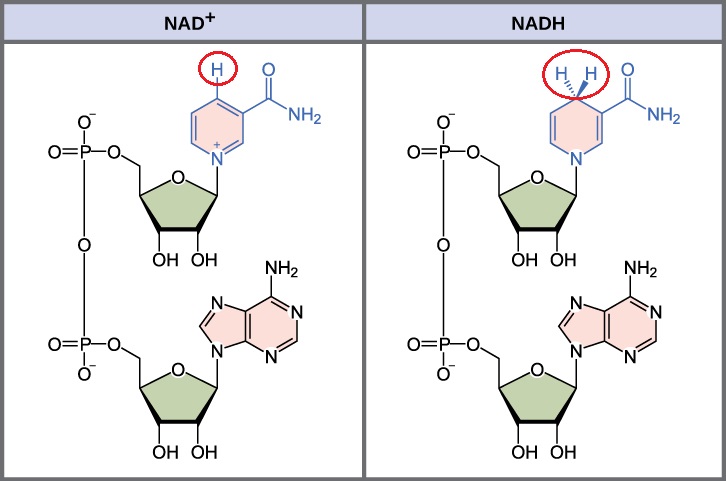 ساختار NAD و NADH