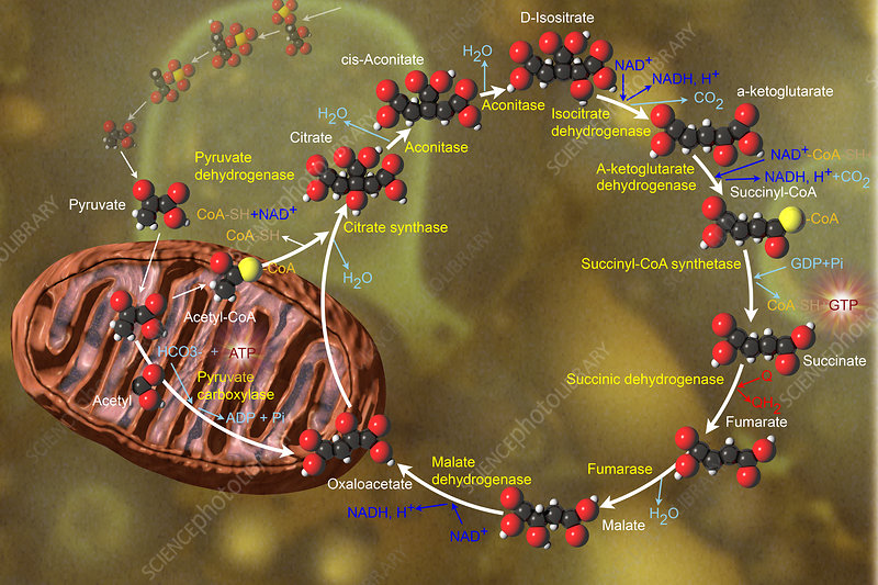 چرخه اسید سیتریک