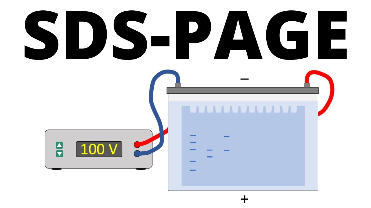 SDS PAGE