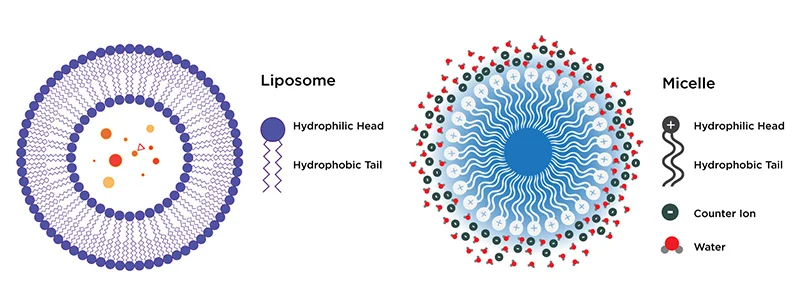 میسل و لیپوزوم
