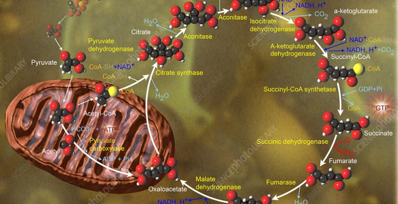 چرخه اسید سیتریک