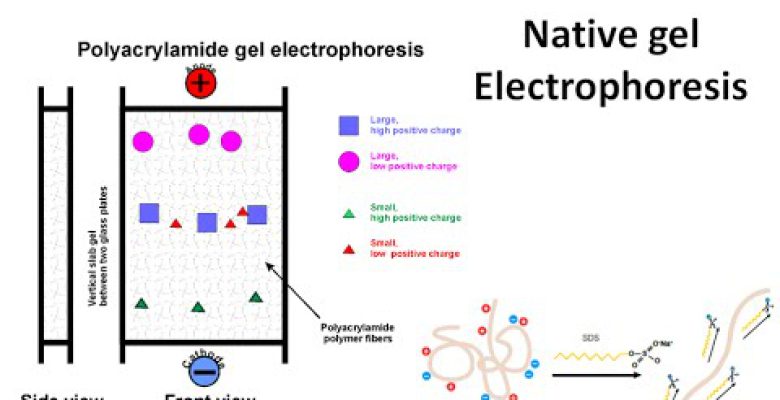 الکتروفورز ژل پلیمری غیر متخلخل (Native PAGE)