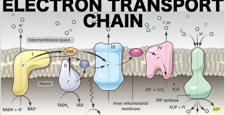 زنجیره انتقال الکترون
