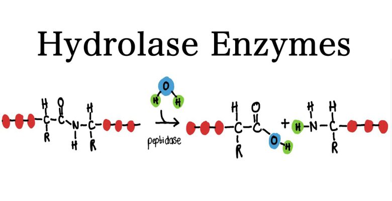 هیدرولاز ها