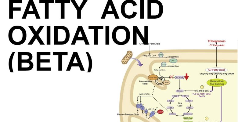 بتا اکسیداسیون