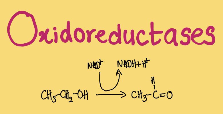 اکسیدوردوکتاز ها