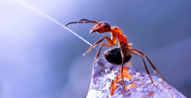 جوهرمورچه یک اسید طبیعی با کاربردهای فراوان